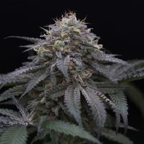 Sugar Breath (Humboldt Seed Organisation Seeds) Cannabis Seeds