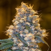 Blue Fire (Humboldt Seed Organisation Seeds) Cannabis Seeds