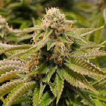 Gorilla Breath (Humboldt Seed Organisation Seeds) Cannabis Seeds