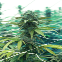 AK Fire (Dragon Seeds) Cannabis Seeds