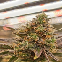 Creme Brute (Dragon Seeds) Cannabis Seeds