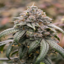 Dragonaut Cookies (Dragon Seeds) Cannabis Seeds