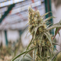 Hydra Kush (Dragon Seeds) Cannabis Seeds