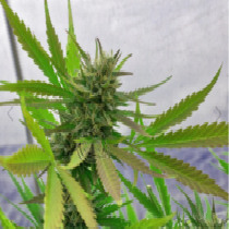Hydratonic #1 (Dragon Seeds) Cannabis Seeds