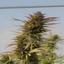 Hydratonic #2 (Dragon Seeds) Cannabis Seeds