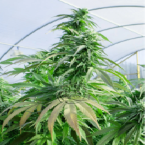 Komodo Glue (Dragon Seeds) Cannabis Seeds