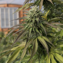 Northern Dragonaut (Dragon Seeds) Cannabis Seeds
