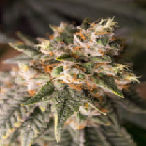 Wedding Drake (Dragon Seeds) Cannabis Seeds