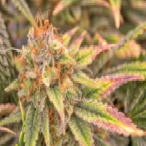 Dragon Fruit Auto (Dragon Seeds) Cannabis Seeds