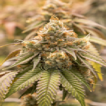 Sweet Fang Lemon Auto (Dragon Seeds) Cannabis Seeds