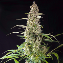 Prima Holandica (Super Sativa Seeds Club) Cannabis Seeds