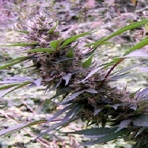 Red Libanon (Flash Auto Seeds) Cannabis Seeds