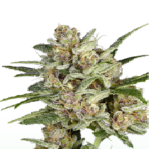 Super Mad Sky Floater (Super Sativa Seeds Club) Cannabis Seeds