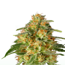 TnT Trichome (Super Sativa Seeds Club) Cannabis Seeds