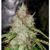 Auto Creeper (Super Sativa Seeds Club) Cannabis Seeds
