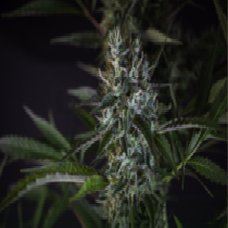 Creeper (Super Sativa Seeds Club) Cannabis Seeds