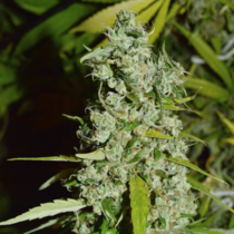 Kees’ Old School Haze (Super Sativa Seeds Club) Cannabis Seeds