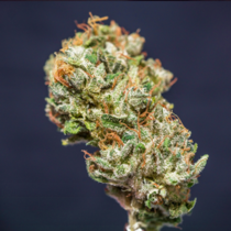 Frosty Friday (Super Sativa Seeds Club) Cannabis Seeds