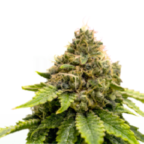 Karel's Dank (Super Sativa Seeds Club) Cannabis Seeds