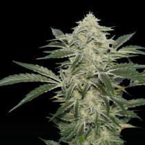 Creamy Kees (Super Sativa Seeds Club) Cannabis Seeds