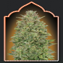 Female Collection #4 (00 Seeds) Cannabis Seeds