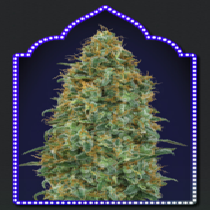 Female Collection #5 (00 Seeds) Cannabis Seeds
