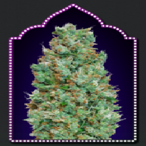 Automatic Collection #4 (00 Seeds) Cannabis Seeds