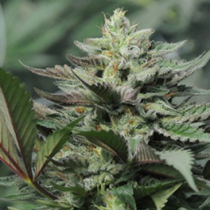 Dreamcatcher (710 Genetics Seeds) Cannabis Seeds