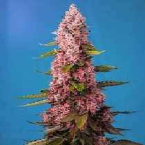 Red Hot Cookies (Sweet Seeds) Cannabis Seeds
