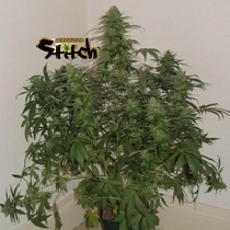 Russian Fuel Auto (Flash Auto Seeds) Cannabis Seeds