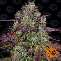 Mimosa Evo (Barneys Farm Seeds) Cannabis Seeds