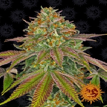 Wedding Cake (Barneys Farm Seeds) Cannabis Seeds