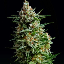 Auto Super Skunk Feminised (Discreet Seeds Bulk) Cannabis Seeds