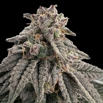 Meat Grinder Feminized (Grateful Seeds) Cannabis Seeds