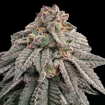 Hash Belt Feminized  (Grateful Seeds) Cannabis Seeds