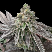Honey Pam Feminized (Grateful Seeds) Cannabis Seeds