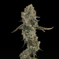 Obsession Female (Grateful Seeds) Cannabis Seeds