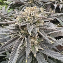 Midnight Zlap Feminized (Grateful Seeds) Cannabis Seeds