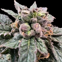 Bro Science Female (Grateful Seeds) Cannabis Seeds