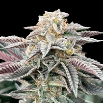 Sour Burger Female (Grateful Seeds) Cannabis Seeds