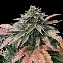 Boobies Feminized (Grateful Seeds) Cannabis Seeds