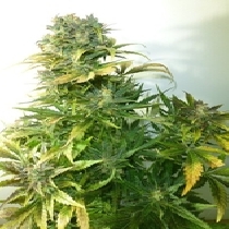 Russian Haze Auto (Flash Auto Seeds) Cannabis Seeds