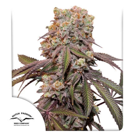 Auto Candy Bubatz XL (Dutch Passion Seeds) Cannabis Seeds