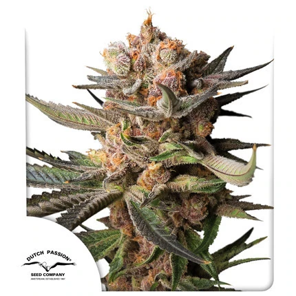Auto Frozen Biscotti (Dutch Passion Seeds) Cannabis Seeds