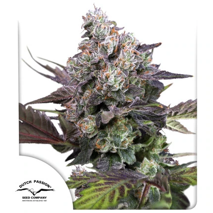 Candy Bubatz XL (Dutch Passion Seeds) Cannabis Seeds