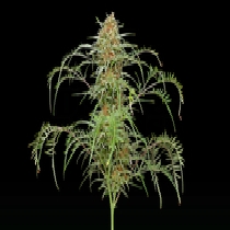 Freakshow Auto (Discreet Seeds) Cannabis Seeds