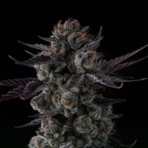 Any Day Feminised (Compound Genetics Seeds) Cannabis Seeds
