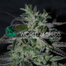 Strawberry Blue Early Harvest (World of Seeds) Cannabis Seeds