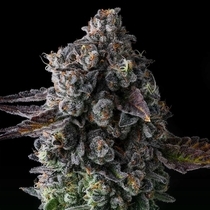 Crystal Chalice Feminised (Compound Genetics Seeds) Cannabis Seeds