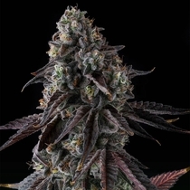 Fruit Riot Feminised  (Compound Genetics Seeds) Cannabis Seeds
